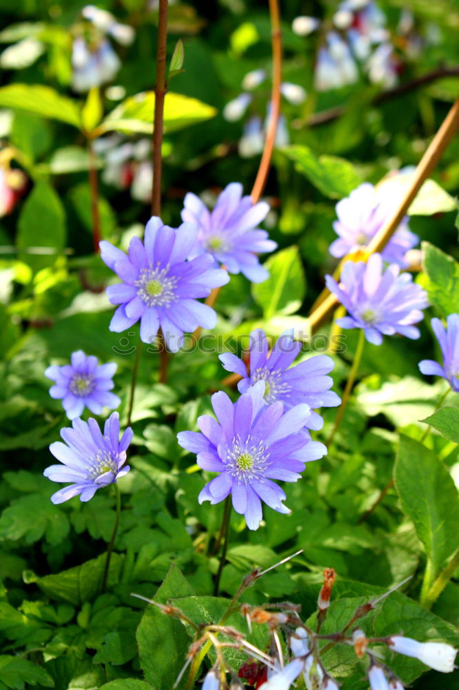 Similar – Image, Stock Photo kitchen herbs