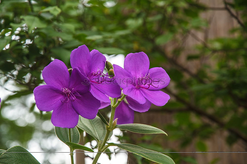 Similar – Image, Stock Photo summer Flower Blossom