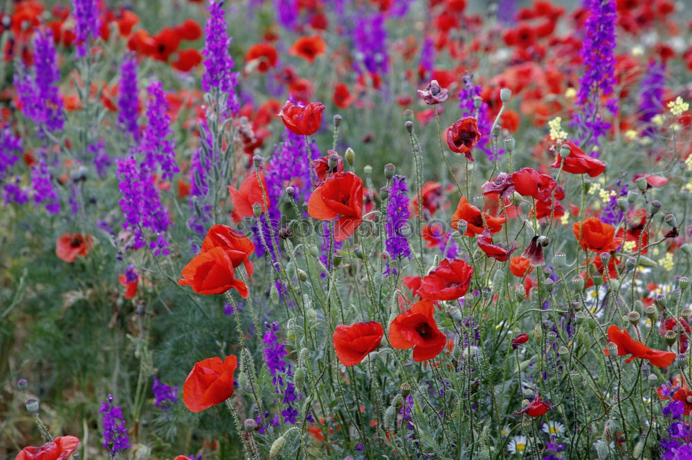 Similar – Image, Stock Photo Cornflower meadow with poppies.