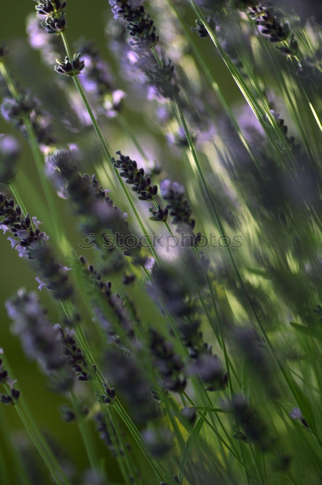 Similar – Foto Bild meer der düfte Lavendel