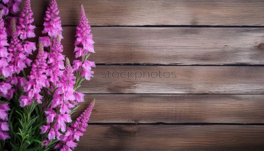 Image, Stock Photo Branch of a purple lilac