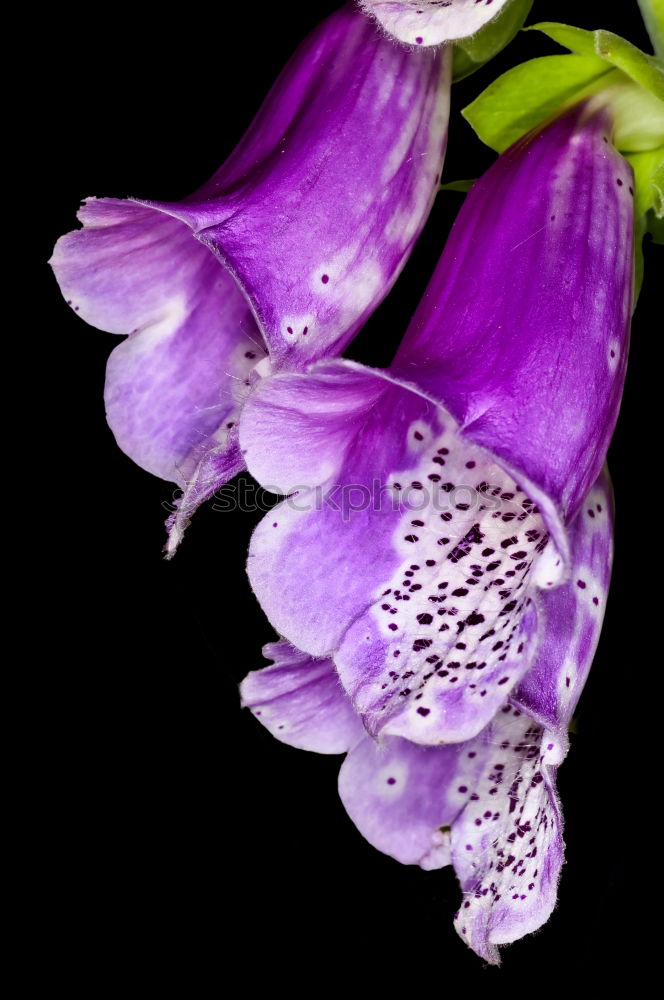 Similar – Image, Stock Photo sun seeking bullets Flower