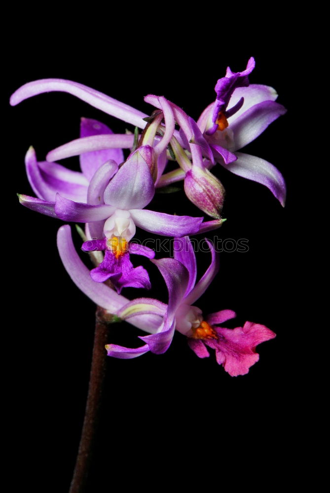 Similar – Image, Stock Photo Turkish Confederation; Lilium martagon,