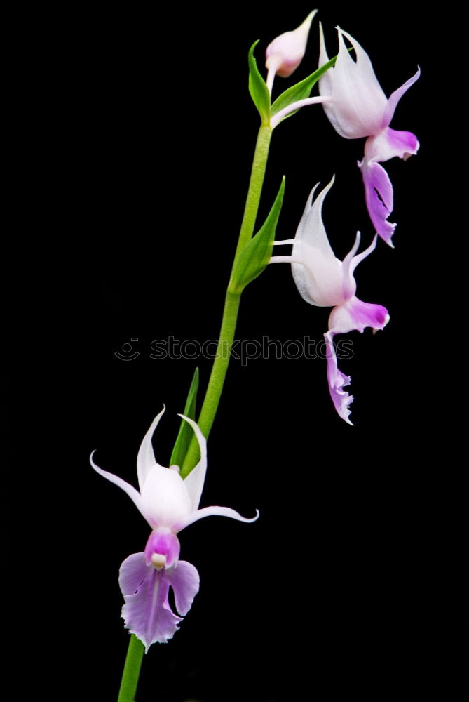 Similar – three flowering snowdrops against a dark background