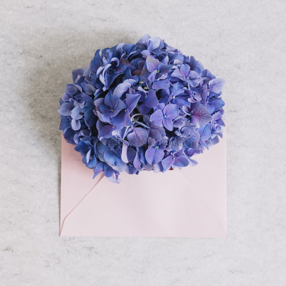 Similar – Hydrangeas pink one Nature