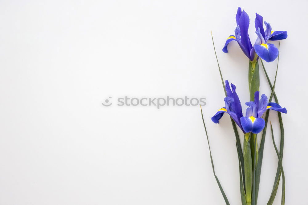 Similar – flowering photography