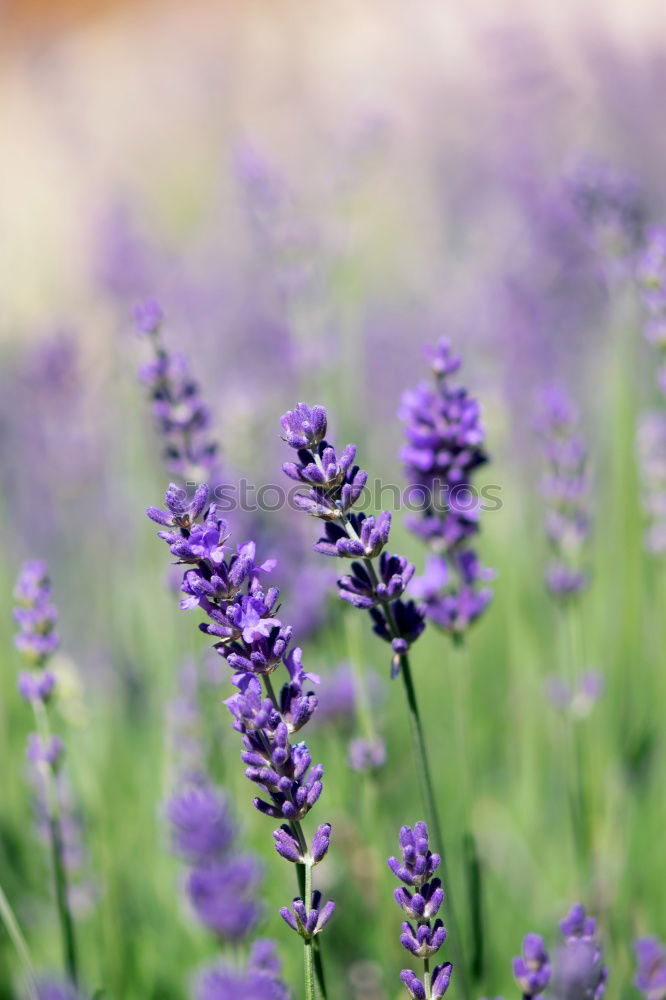 Similar – crested lavender Lavender