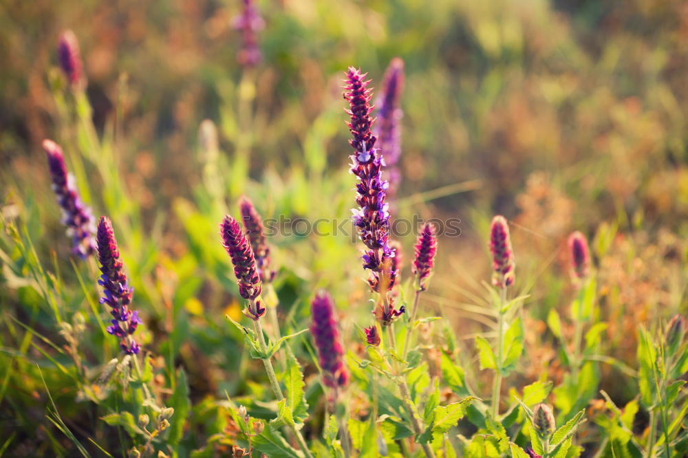 Similar – Image, Stock Photo meadow Meadow Red Grass