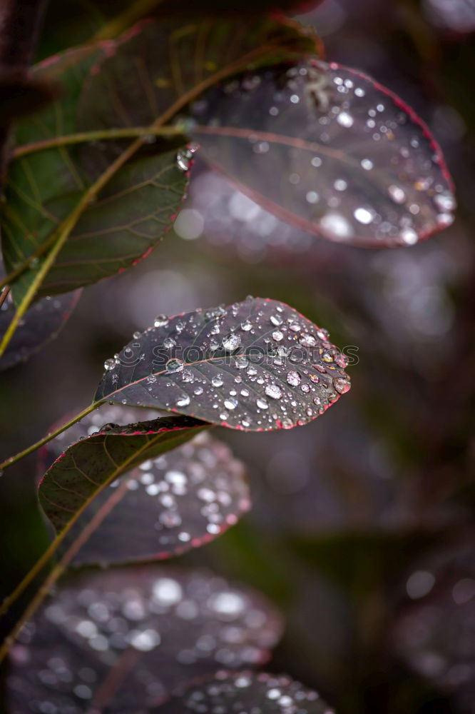 Similar – Image, Stock Photo The beautiful rainy day