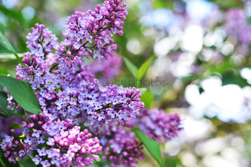 Similar – Image, Stock Photo Branch of beautiful purple lilac flowers on the bush