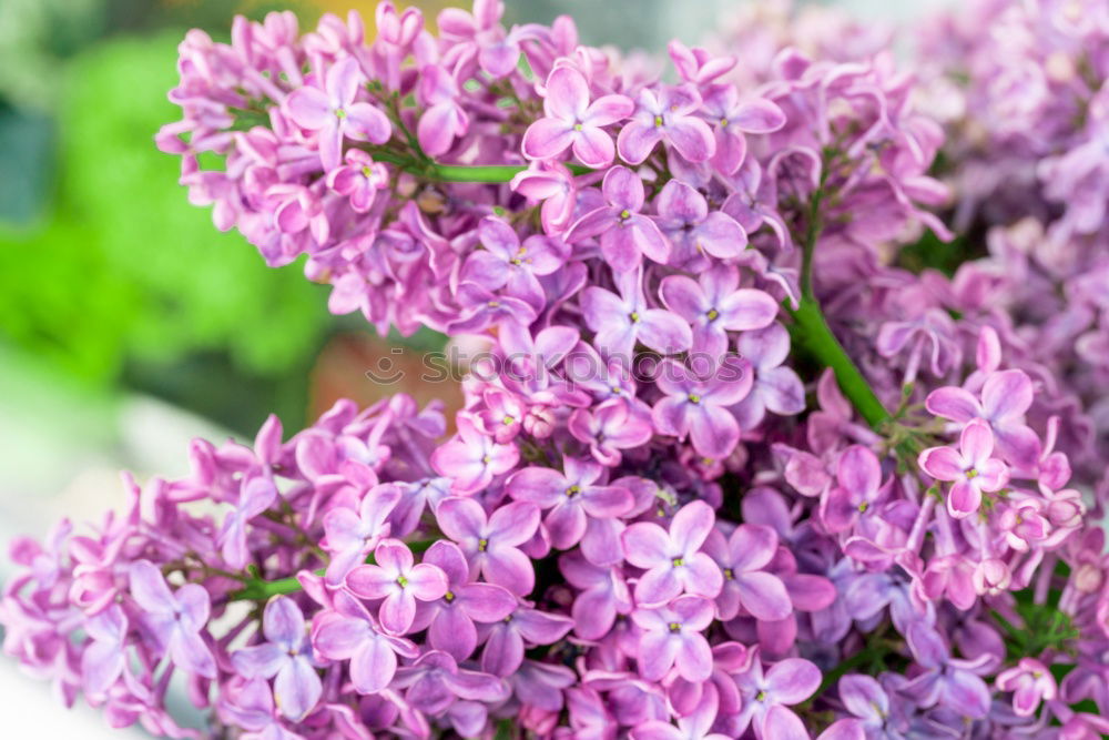 Similar – Image, Stock Photo Branch of beautiful purple lilac flowers on the bush