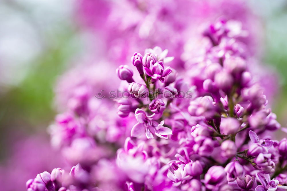 Similar – Image, Stock Photo Branch of beautiful purple lilac flowers on the bush