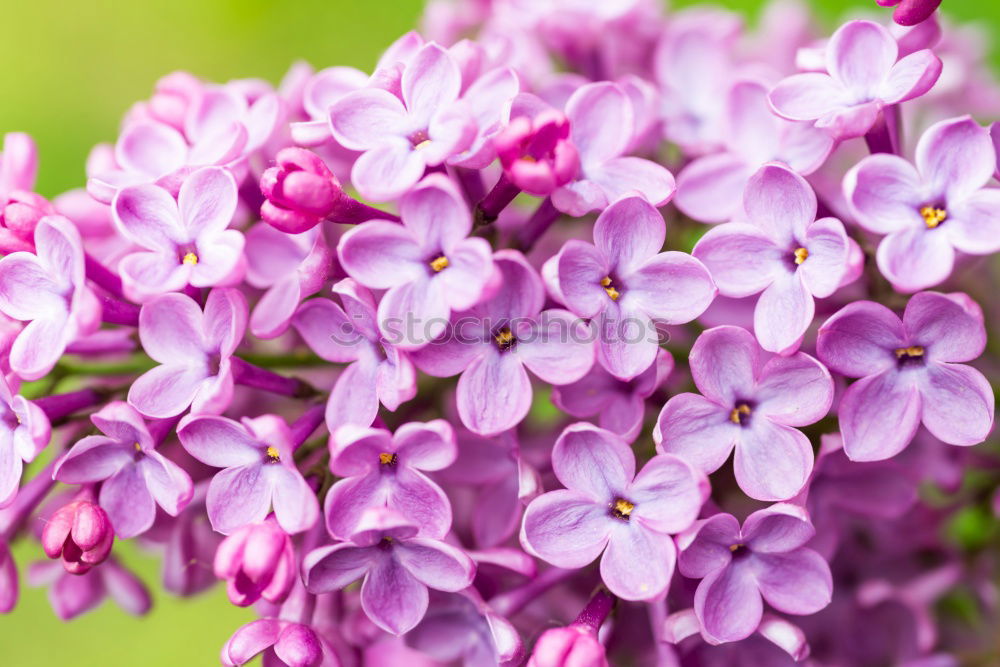 Similar – Image, Stock Photo Branch of beautiful purple lilac flowers on the bush