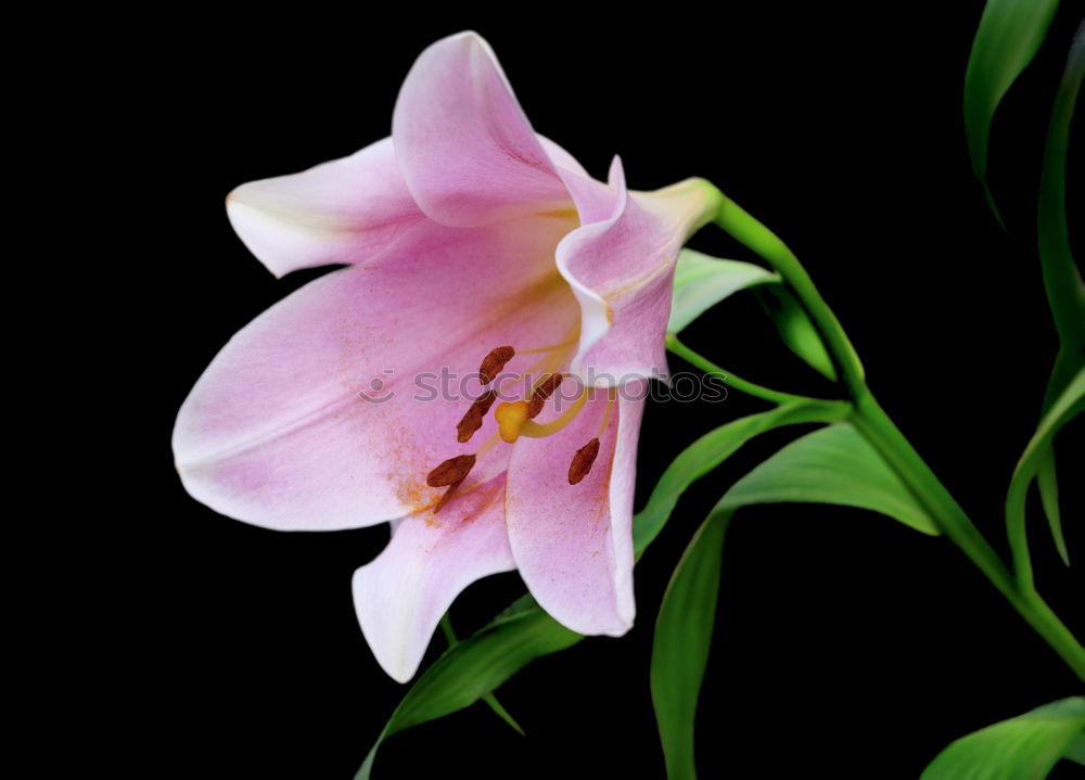 Similar – Checkerboard flower; Fritillaria meleagris;