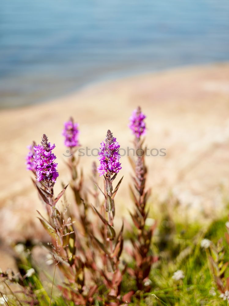 Similar – Image, Stock Photo beach cigar Animal Summer