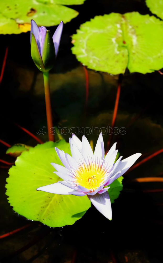 Similar – Image, Stock Photo searosis Rose Water lily