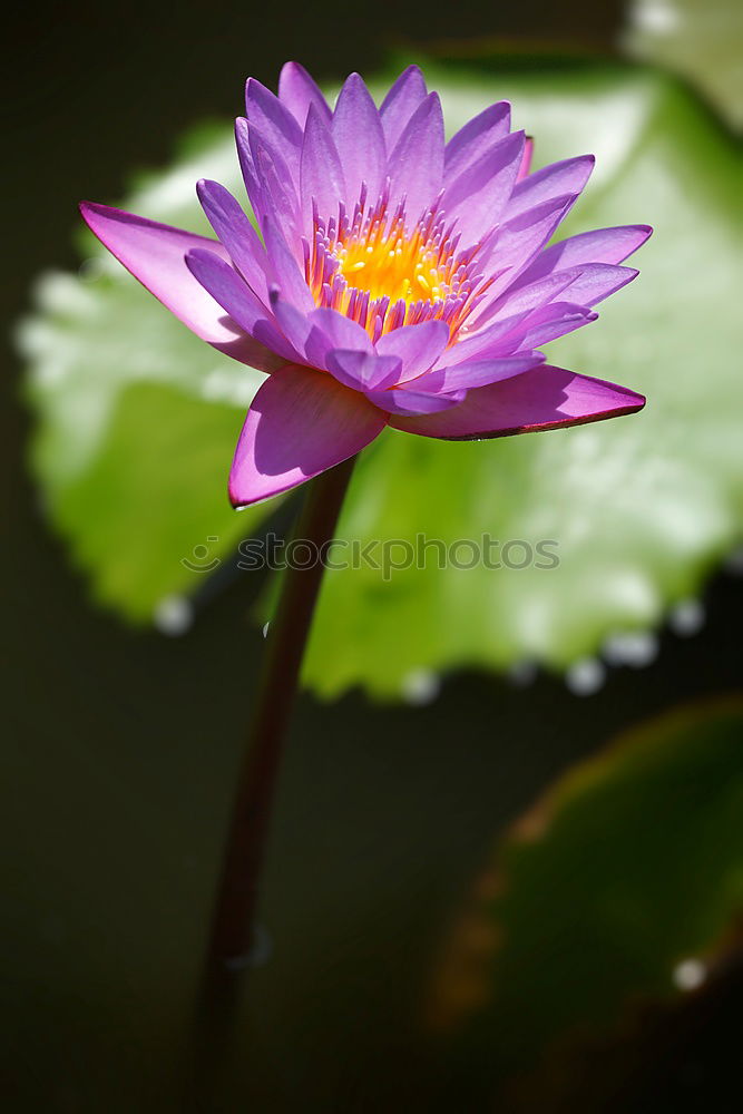 Image, Stock Photo searosis Rose Water lily