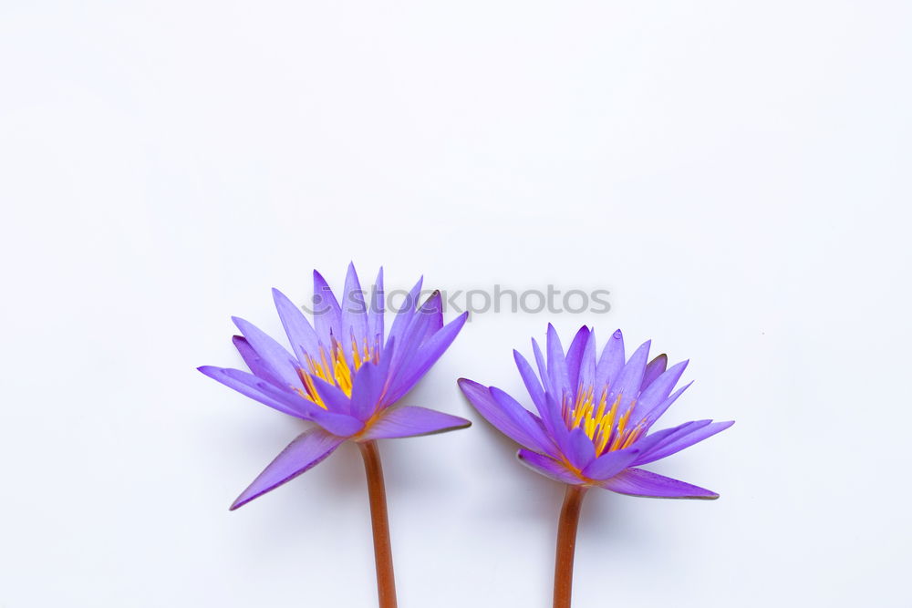 Similar – Crowned anemone with violet against a light background