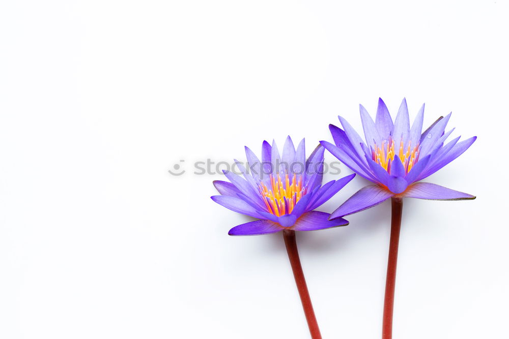 Similar – chive blossom Chives