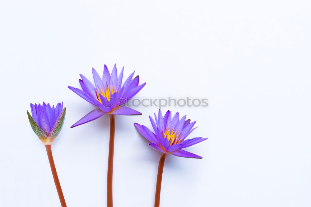 Similar – Image, Stock Photo Spring flowering plants II