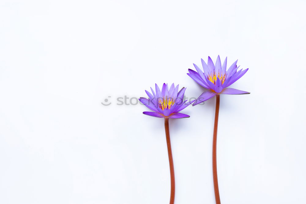 Similar – chive blossom Chives