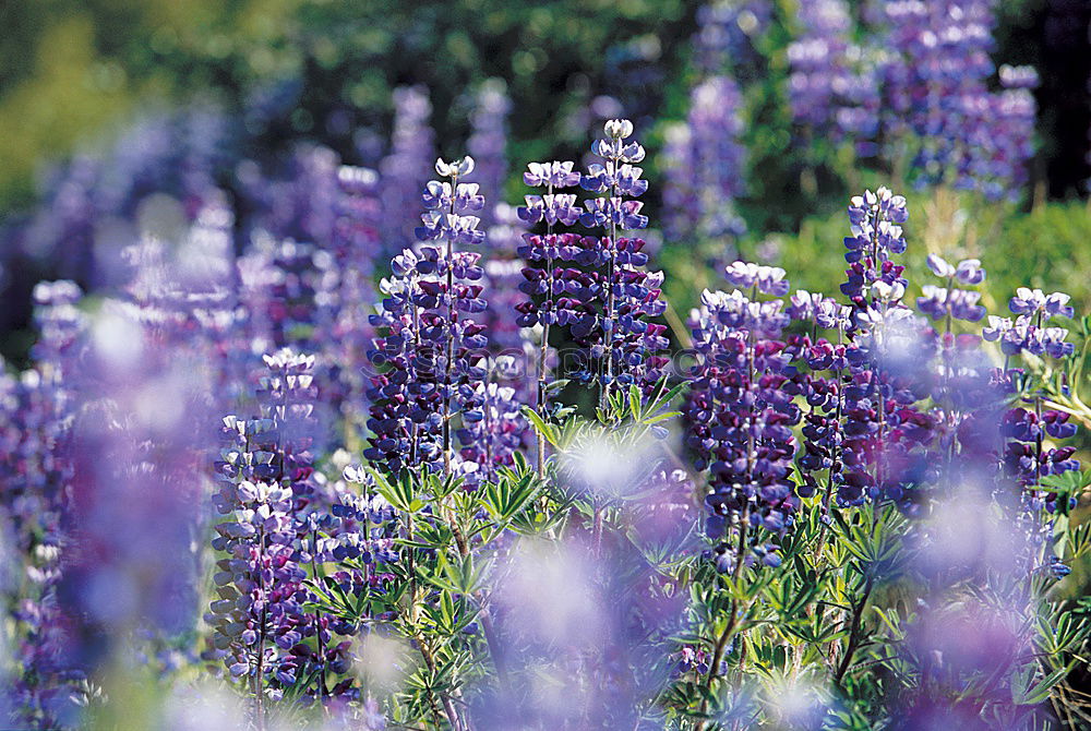 Similar – lupins Environment Nature