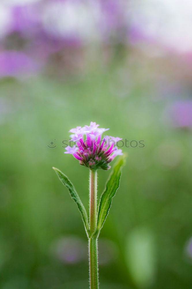 Similar – Foto Bild violettes Blümchen Blühend