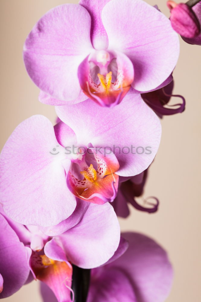 Similar – Image, Stock Photo Transience Blossom Flower withered Flower withered