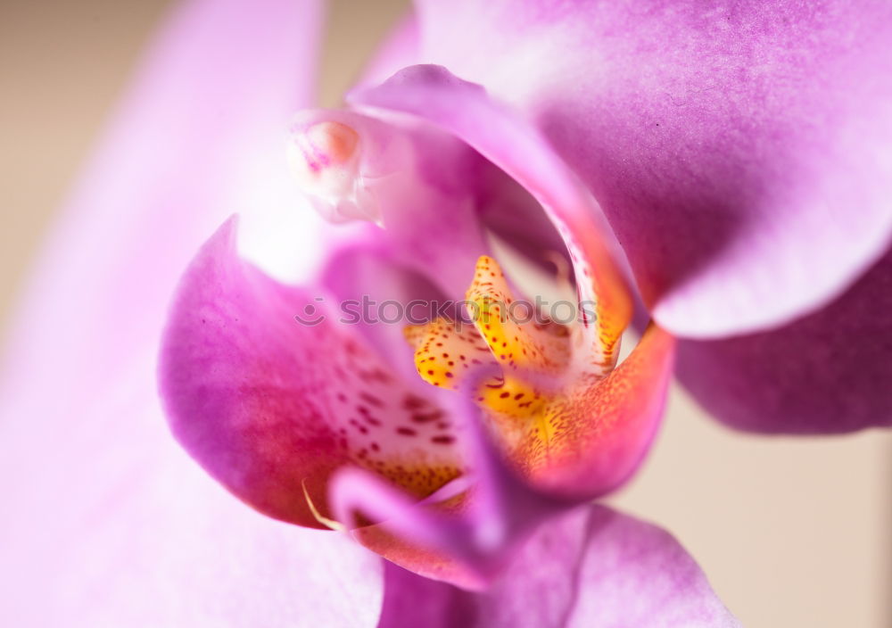 Similar – Orchidee Pflanze Blume