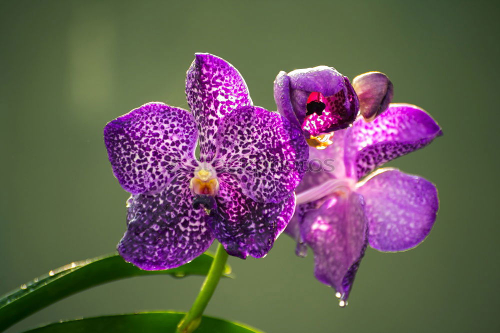 Similar – Image, Stock Photo blue flower Close-up