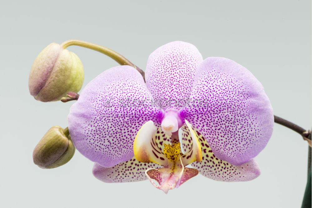 Similar – Image, Stock Photo Pink Orchid Elegant Exotic