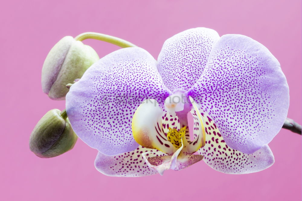 Similar – Phalaenopsis Blue Macro