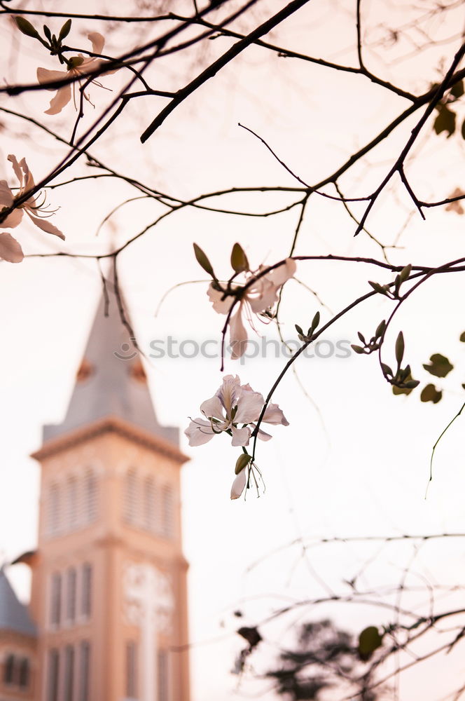 Similar – Frauenkirche Dresden in spring