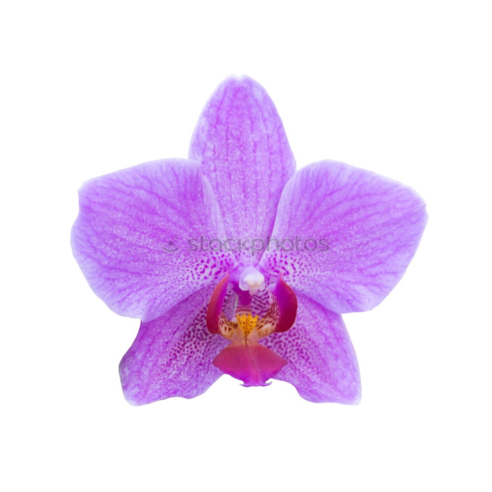 Similar – Phalaenopsis Blue Macro