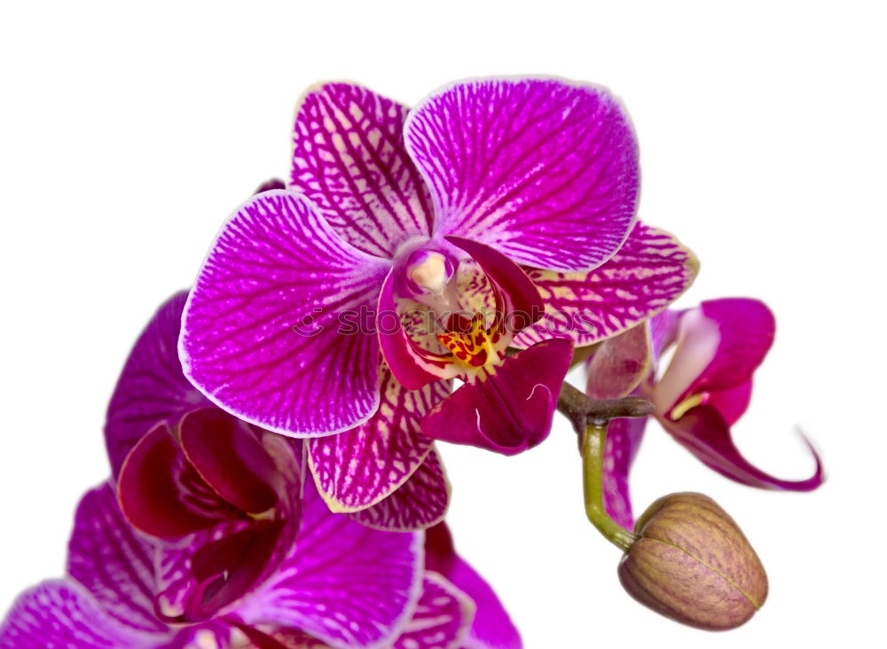 Similar – Orchidee Pflanze Blume