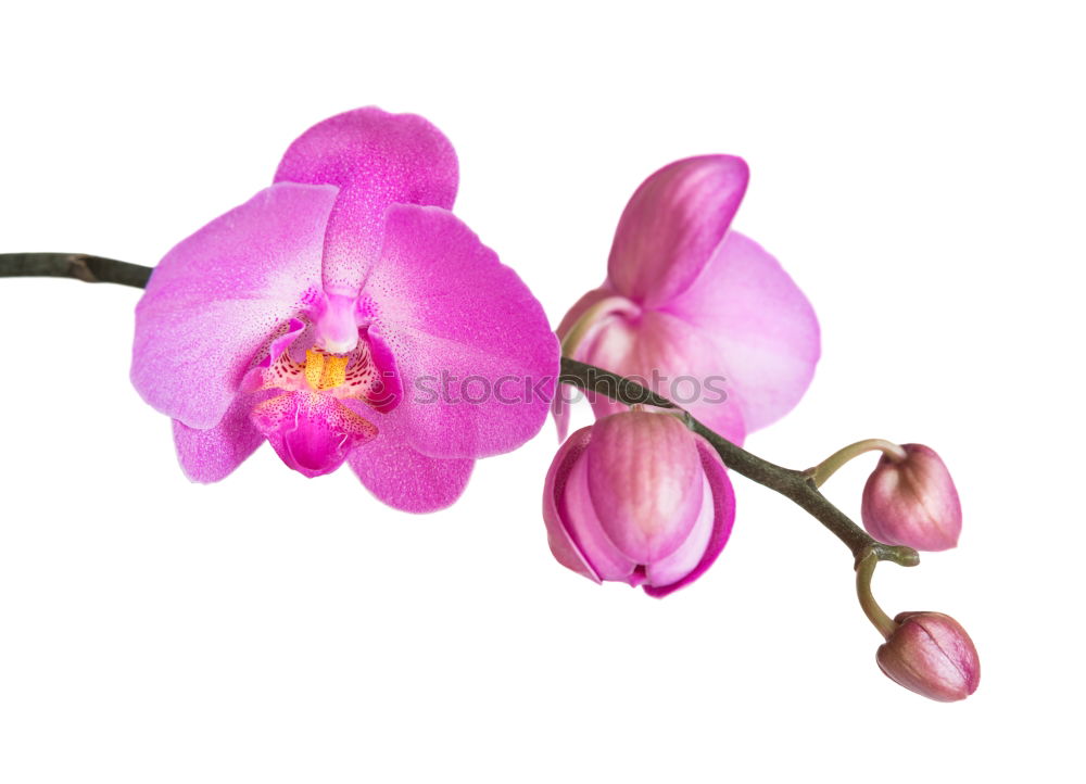 Similar – Blume rosa Orchidee