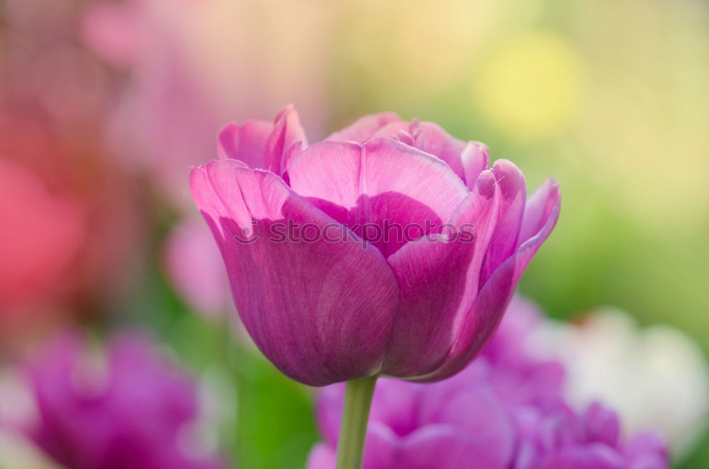 Similar – duftig Frühling Blume