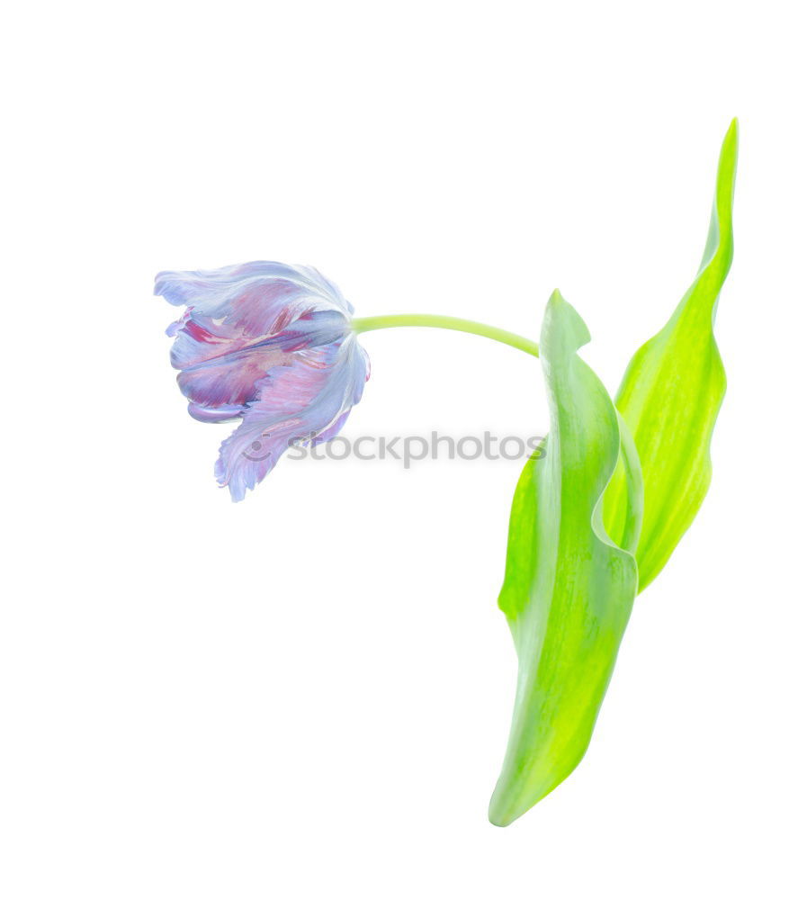 Similar – SpringGreen Freesia Flower