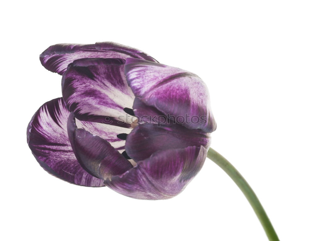 Similar – Crowned anemone with violet against a light background