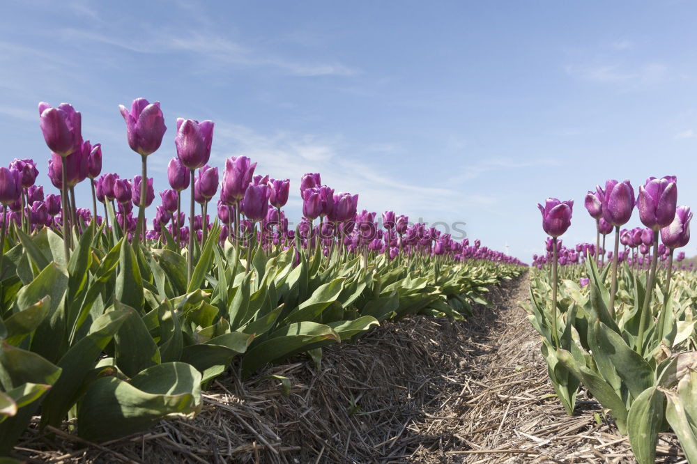 Similar – Image, Stock Photo Happy Easter Nature Sky