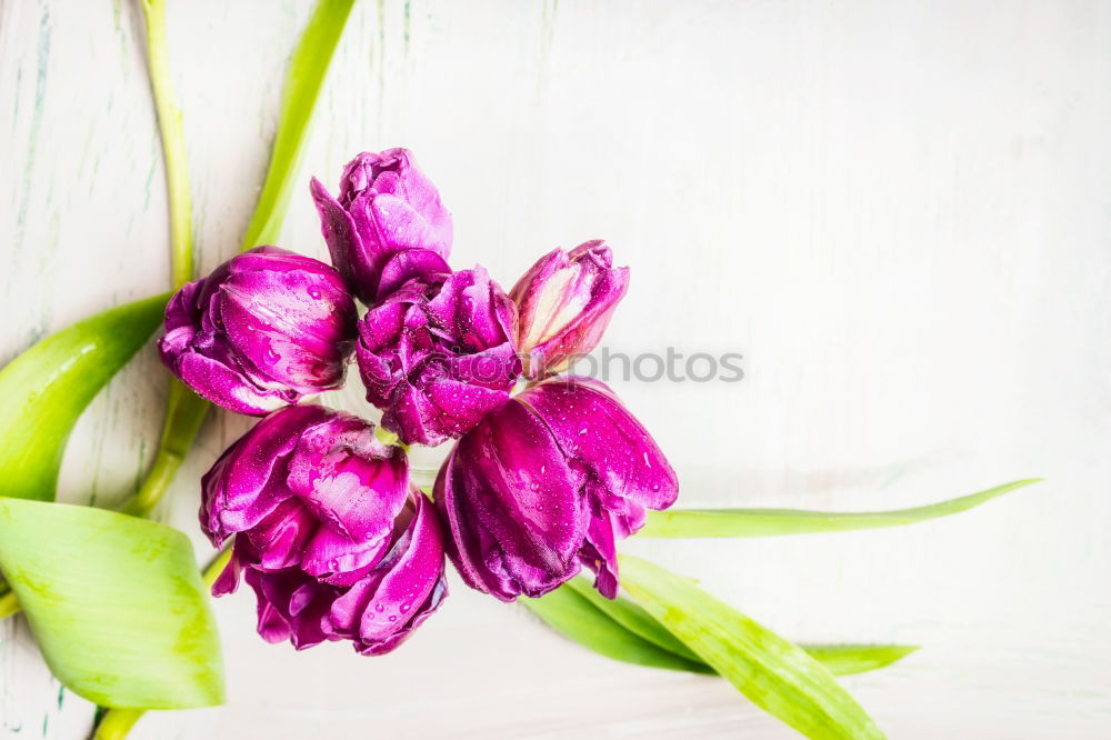 Similar – Pink Tulips On Turquoise Wood Table