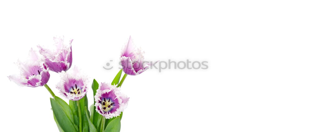 Similar – TulipsStill Blossoming