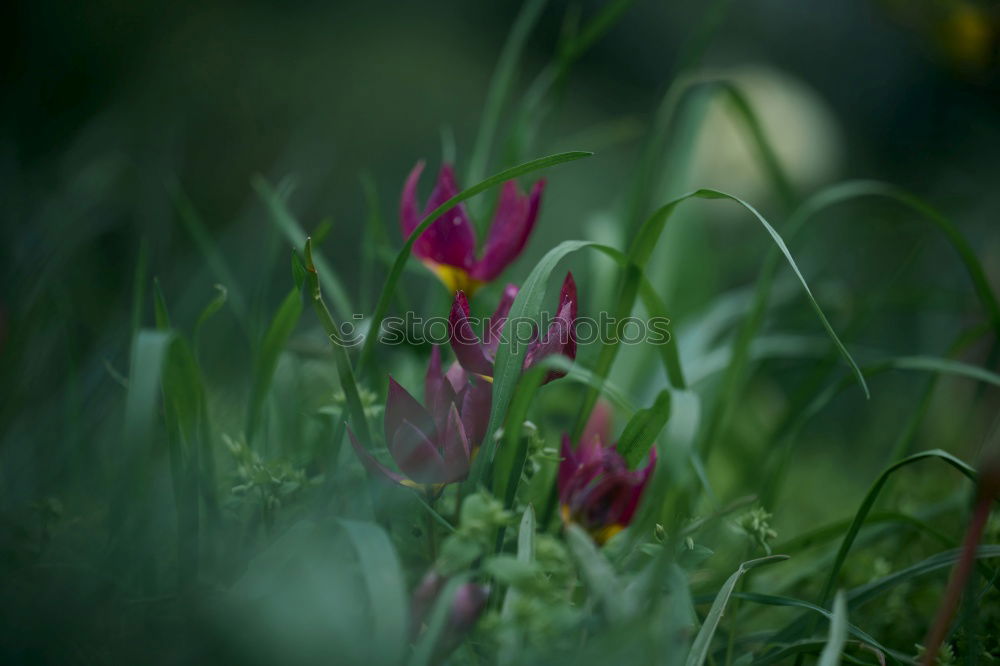 Similar – Snowdrops and crocuses