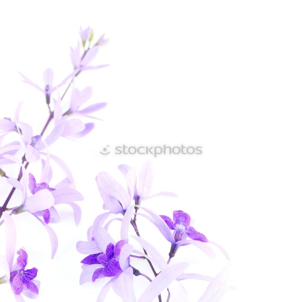 Similar – Blue flower on white background