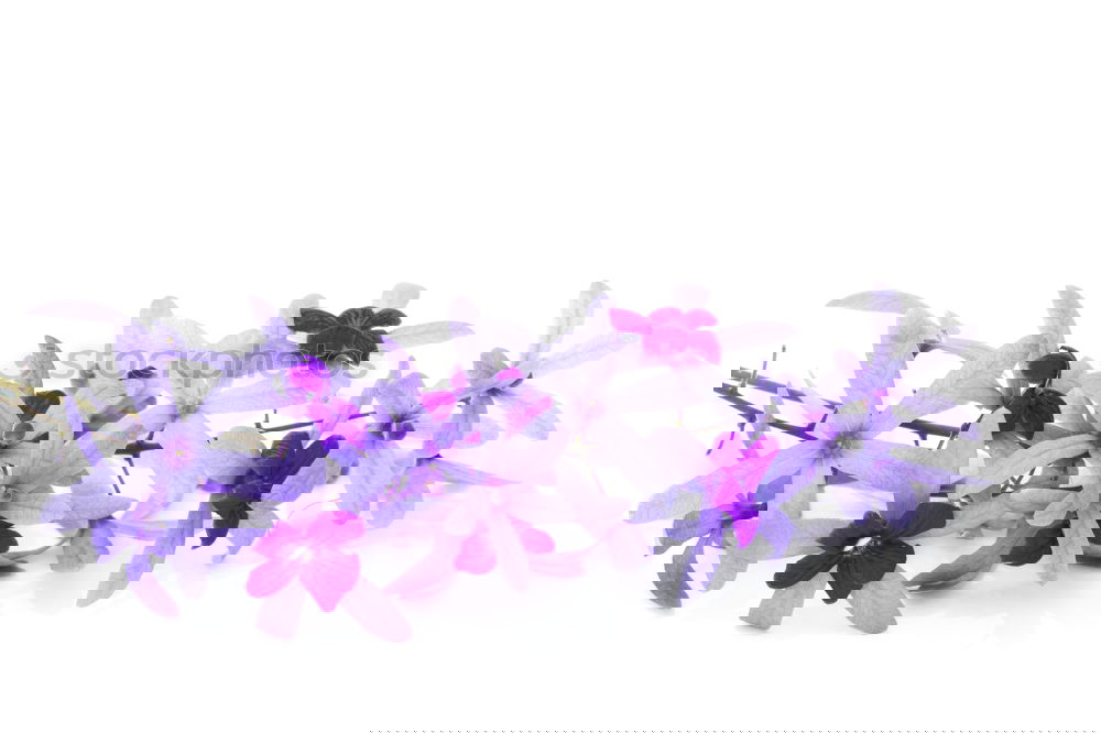 Similar – Image, Stock Photo purple flowers Blossom