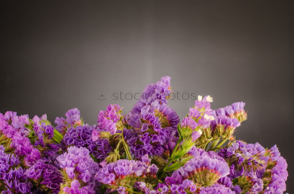 Similar – Image, Stock Photo Branch of a purple lilac