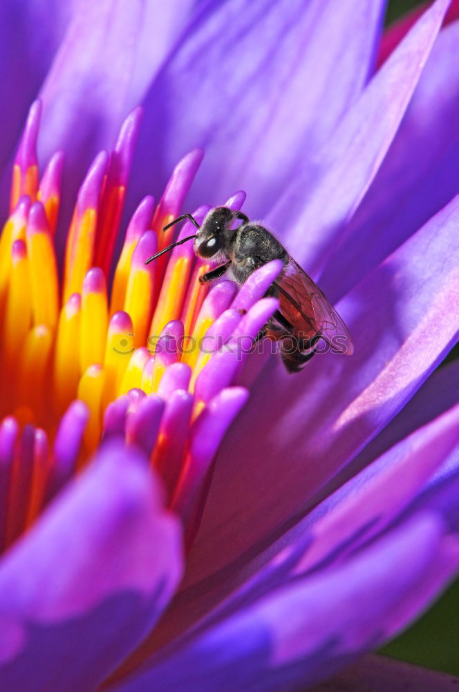 Similar – Ladybird on a blue flower