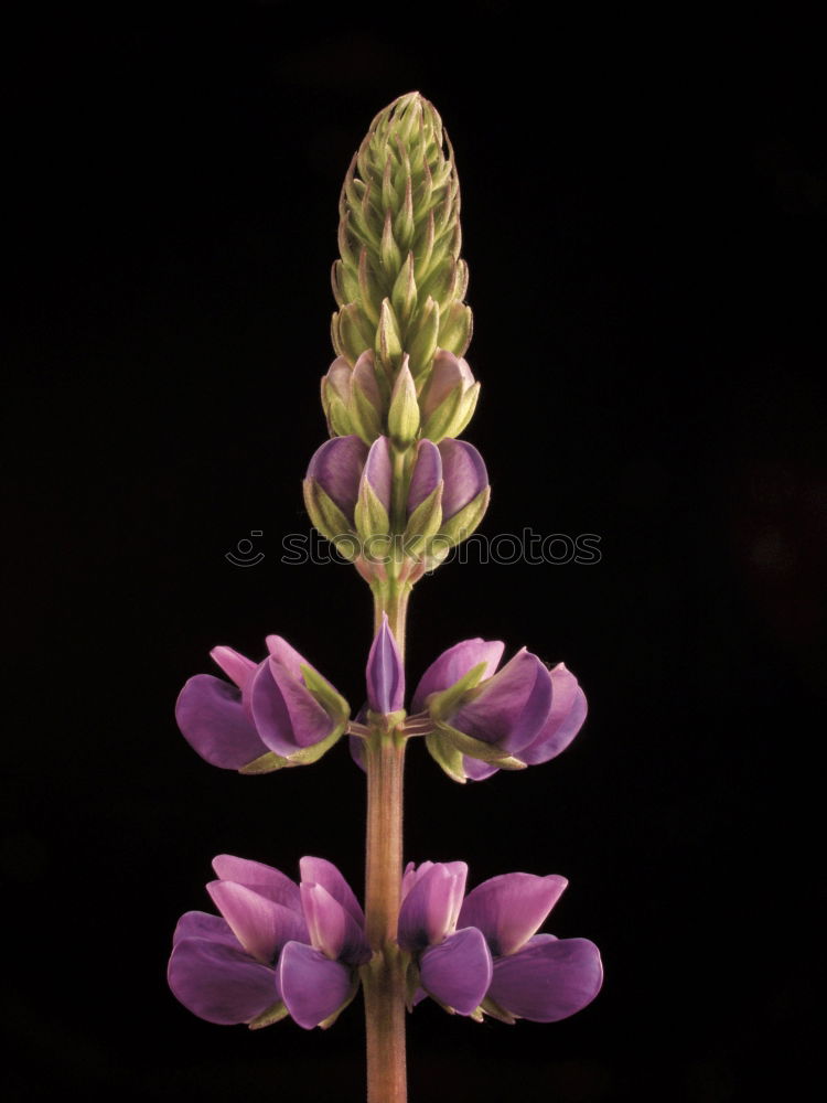 Similar – Muecken-Haendelwurz, Gymnadenia conopsea