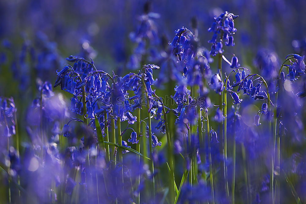 Similar – Traubenhyazinthe blau-violett blühende Blumen in einem Garten