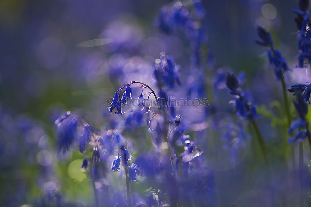 Similar – grape blue Well-being